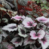 Бегония листовая в асс. d12 8шт