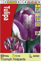 Тюльпан Хотпэнтс триумф 11/12 5шт в сетке