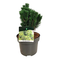 Сосна (Pinus) горная Муго Лаймрик d23 h45 1шт