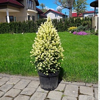 Ель (Picea) канадская Дейзи Уайт 2л h25-30 1шт