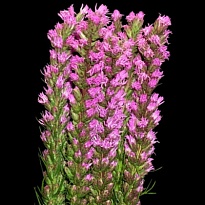 Лиатрис Callilepis 10шт