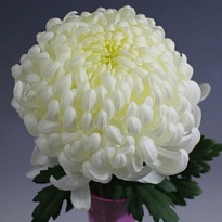 Хризантема одноголовая Vienna White 5шт