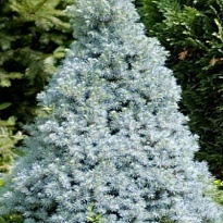Ель (Picea) канадская Сандерс Блю 2л h30-35 1шт