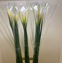 Калла Innocence 5шт