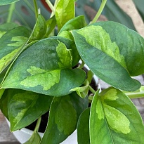 Эпипремнум Глобал Грин d12 h20 6шт