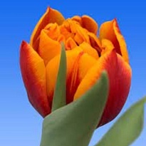 Тюльпан Do Atlas 10шт