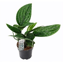 Эпипремнум Марбл Планет d12 h30 10шт