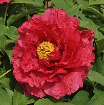 Пион Нью сан мун древовидный/Цв.Кор