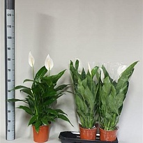 Спатифиллум Бинго Купидо d19 h80 3шт