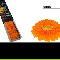 Гербера mini Pomponi Fanta 30шт