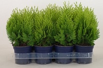 Туя (Platycladus) восточная Ауреа Нана (KV) d13 h35-40 8шт