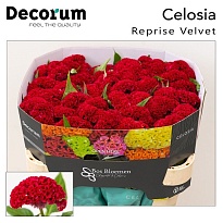 Целозия Reprise Velvet 5шт
