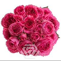 Роза куст. Tessa Trendsetter Hot Pink дл.50 10шт