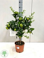 Цитрус Лиметта Пурша d20 h75 1шт