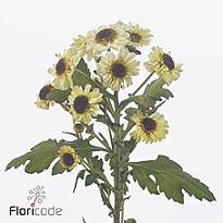 Хризантема сантини Patrese Cream 25шт