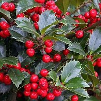 Падуб (Ilex) Мезерва Хекенфи d9 h30-35 18шт