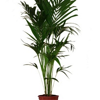 Ховея d24 h200 1шт