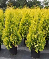 Туя (Thuja) западная Еллоу Риббон d9 h15-20 18шт