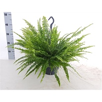 Нефролепис Грин Леди ханг d24 h60 1шт