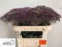 Трахелиум Corine Purple 10шт