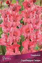 Гладиолус Строберри Свирл 10/12 5шт