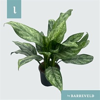 Аглаонема Пейнтед Принцесс d17 h60 6шт