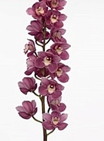 Орхидея Cymbidium Braemar*6 дл.80 1шт