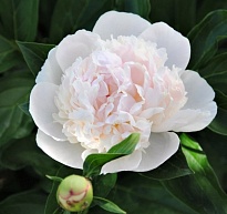 Пион Gardenia (К) дл.50 5шт