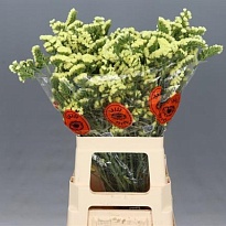 Статица Sinuet Max Yellow 5шт