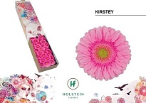 Гербера mini Kirstey 30шт