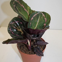 Калатея Дотти d14 h45 8шт