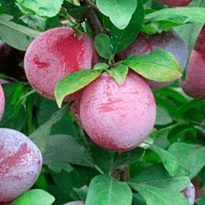 Слива Конфетная /С 1шт