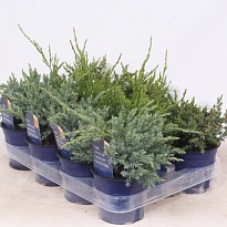 Можжевельник (Juniperus) микс (KV) d15 h25-30 6шт