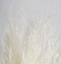 Лимониум сухоцвет 100г 70-80см белый