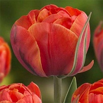 Тюльпан Queensday 10шт