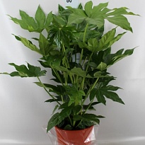 Фатсия d23 h85 1шт