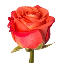 Роза Toscan Orange Crush дл.50 25шт