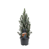 Ель (Picea) канадская Сандерс Блю d23 h85 1шт