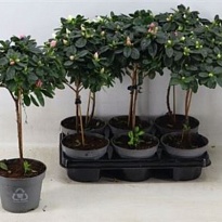 Азалия Симси стем d13 h45 8шт