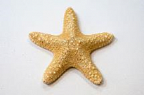 Ракушки морские Филипинская звезда №2-3