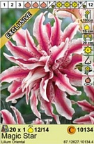 Лилия Мэджик Стар вост.махр.12/14 1шт*
