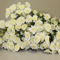 Хризантема кустовая Stallion 5шт