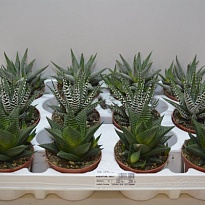 Хавортия микс d8 h12 12шт