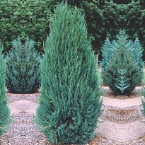 Можжевельник (Juniperus) скальный Блю Эрроу 3л h80-100 1шт