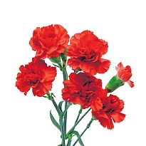 Гвоздика куст. Floreqal Red дл.FANCY 10шт