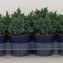 Можжевельник (Juniperus) чешуйчатый Блю Стар (KV) d11 h10-12 11шт