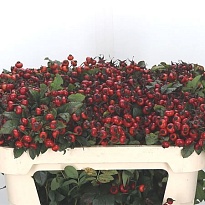 Шиповник Red Hooijdonk дл.30 10шт