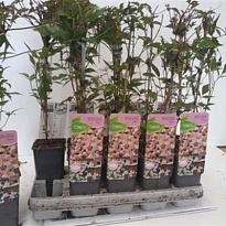 Клематис (Clematis) Рубинс d14 h60 10шт