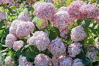 Гортензия (Hydrangea) древ. Кандибелле Минибель 5л h50-60 1шт