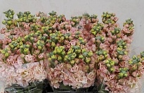 Маттиола Impala Apricot 10шт